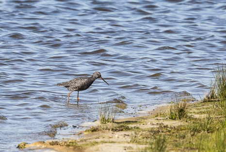  Spotted Redshank (France)