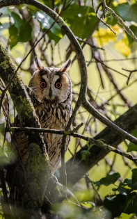  Long-eared Owl (Swiss)