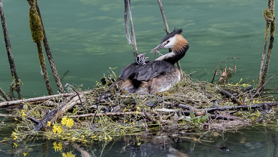  Great Crested Grebe with baby (France)