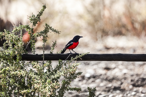  Gonolek rouge et noir (Namibie)