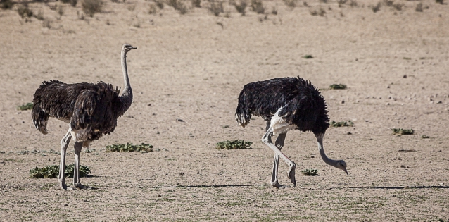  Common ostrich ♂ ♀ (Namibia)