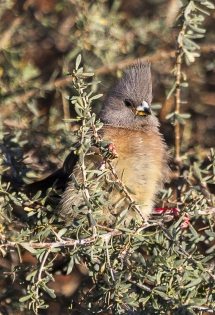  Pájaro-ratón Dorsiblanco (Namibia)