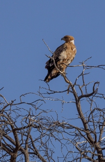  Tawny Eagle (Namibia)