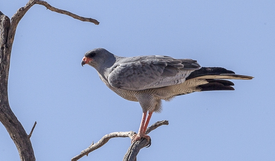  Pale Chanting Goshawk (Namibia)