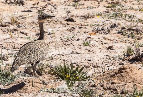 Red-crested Korhaan (Namibia)