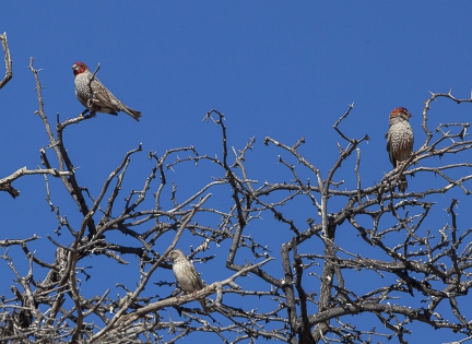  Red-headed Finch (Namibia)