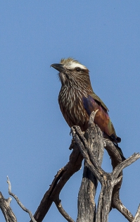  Purple Roller (Namibia)