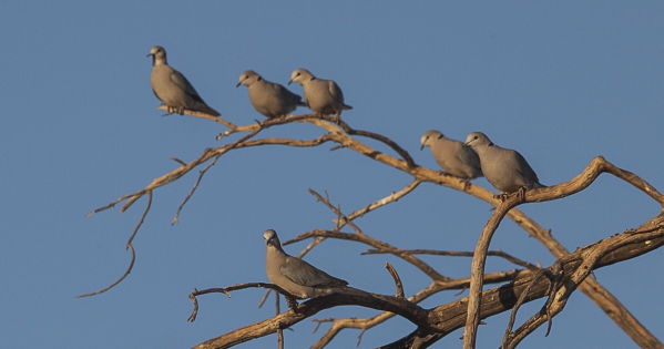  Ring-necked Dove (Namibia)