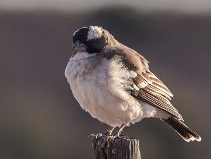  White-browed Sparrow-Weaver (Namibia)