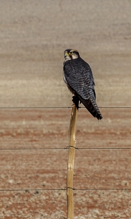  Lanner Falcon ♂ (Namibia)
