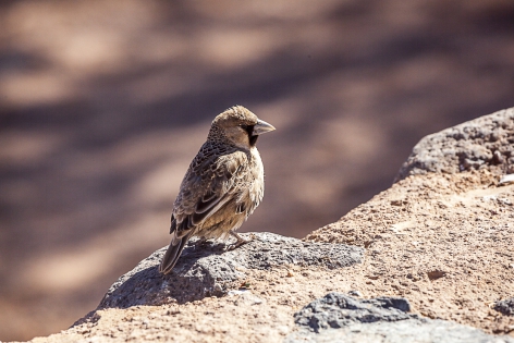  Sociable Weaver ♂ (Namibia)