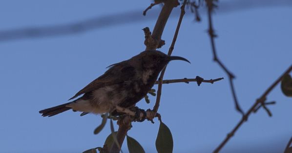  Dusky Sunbird (Namibia)