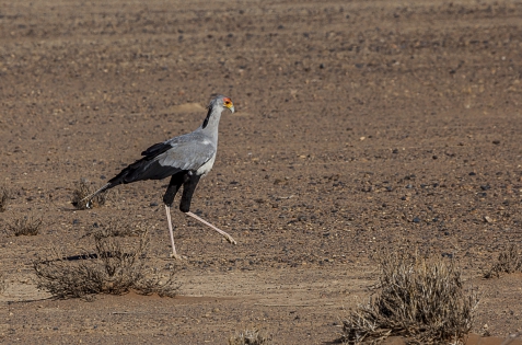  Secretarybird (Namibia)