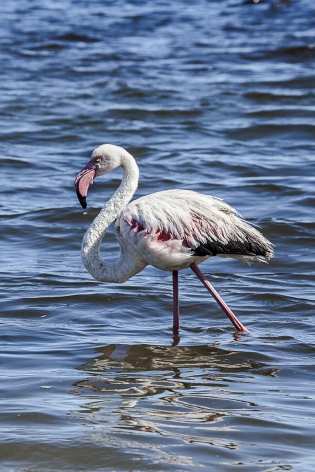  Greater Flamingo (Namibia)