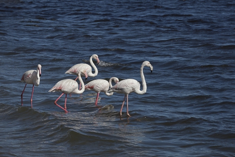  Greater Flamingo (Namibia)