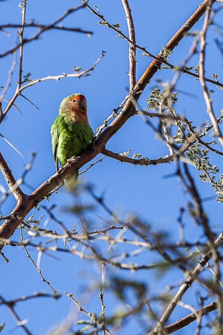  Rosy-faced Lovebird (Namibia)