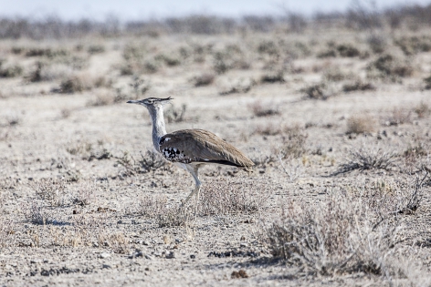  Avutarda Kori (Namibia)