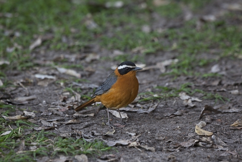  White-browed Robin-Chat (Namibia)