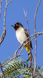  Bulbul brunoir (Namibie)