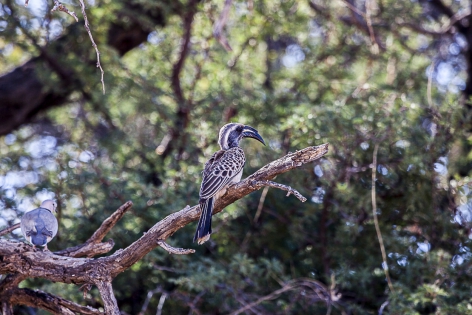  African Grey Hornbill (Namibia)