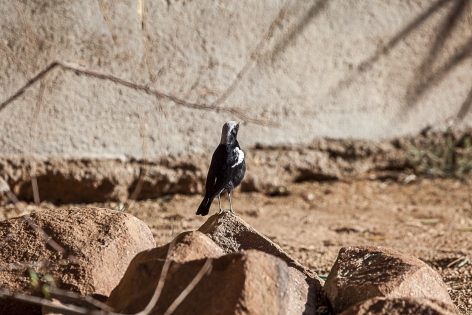  Traquet montagnard (Namibie)