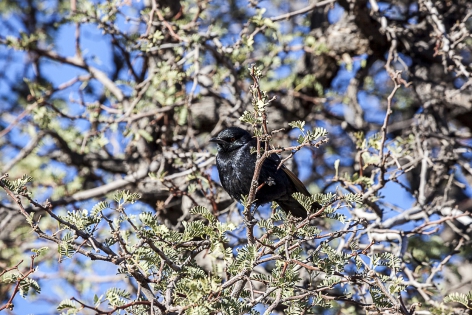  Pale-winged Starling (Namibia)