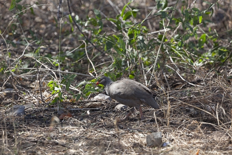  Red-billed Spurfowl (Namibia)