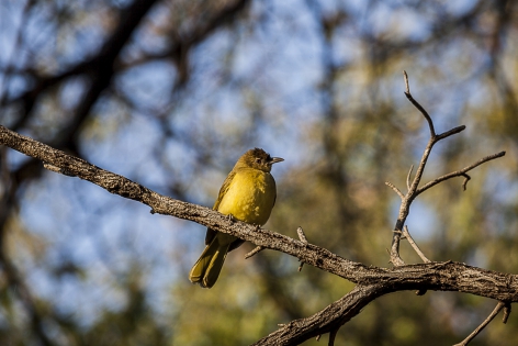   Bulbul à poitrine jaune (Namibie)