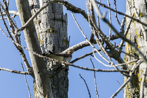  Common Cuckoo (Switzerland)