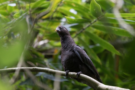  Lesser Vasa Parrot (Magadascar)