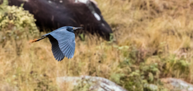  Black Heron (Magadascar)