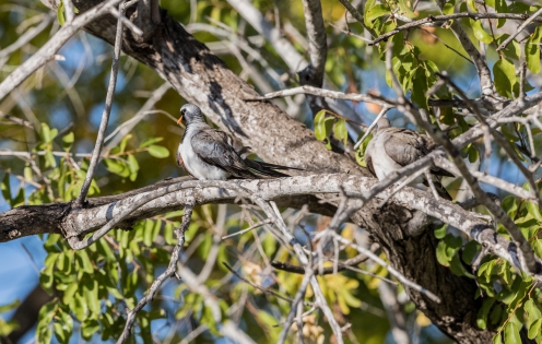  Namaqua Dove (Madagascar)