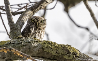  Little Owl (Switzerland)