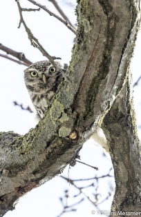  Little Owl (Switzerland)