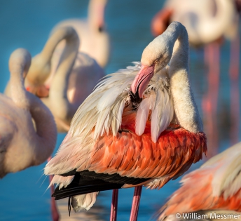 Greater flamingo (France)