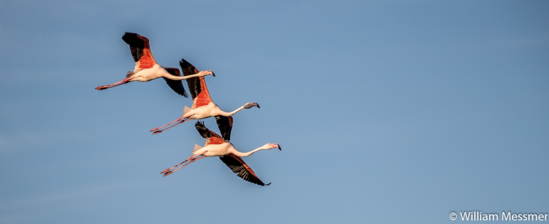  Greater flamingo (France)