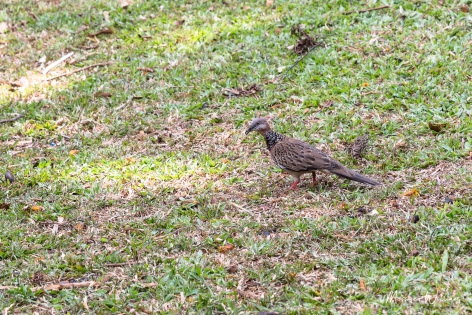  Spotted dove (Singapore)