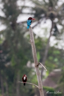  White-throated kingfisher (Vietnam)