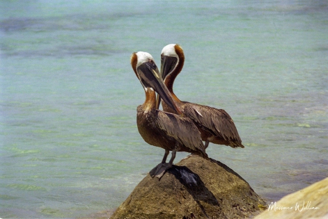  Brown pelican (USA)