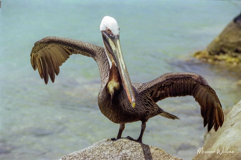  Brown pelican (USA)