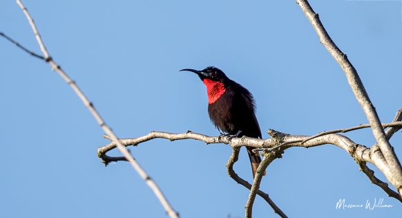  Scarlet-chested Sunbird (South Africa)