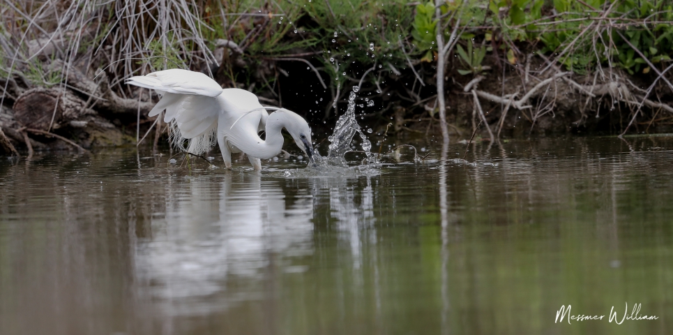  Little egret (France)
