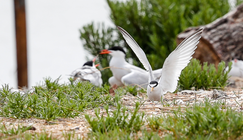  Little Tern (France)